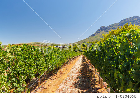 Sunlit vineyard rows with mountain backdrop Sunlit vineyard rows with mountain backdrop 140804659