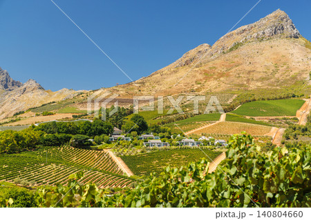 Sunlit vineyards in South Africa Sunlit vineyards in South Africa 140804660