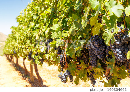 Ripe grapes on vine in South African vineyard Ripe grapes on vine in South African vineyard 140804661