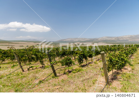 Sunlit vineyard rows Sunlit vineyard rows 140804671