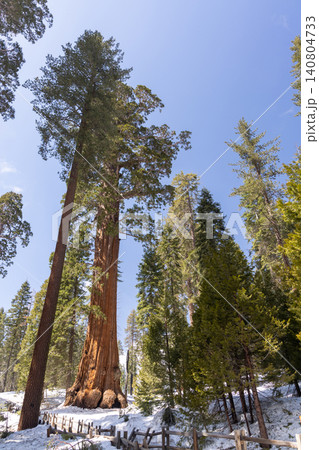 Giant sequoia tree with path in forest winter snow landscape Giant sequoia tree with path in forest winter snow landscape 140804733
