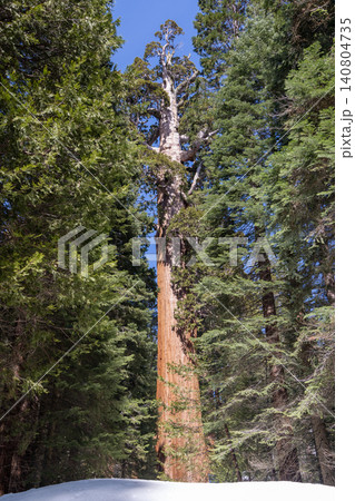 Giant sequoia tree with path in forest winter snow landscape Giant sequoia tree with path in forest winter snow landscape 140804735