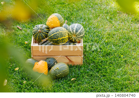 Various pumpkins in a wooden box on sunny green grass, autumn harvest scene Various pumpkins in a wooden box on sunny green grass, autumn harvest scene 140804740