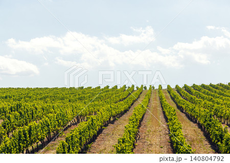 Sunlit vineyard rows Sunlit vineyard rows 140804792