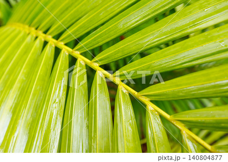 Lush greenery with dew drops close up 140804877