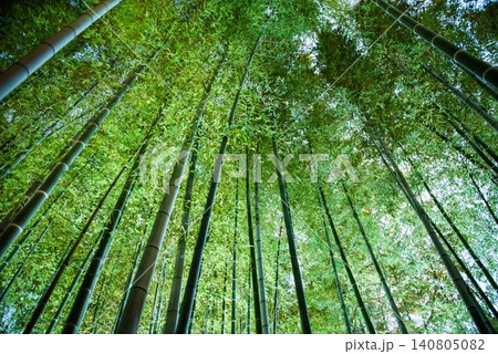 竹林を見上げる 竹林を見上げる 140805082