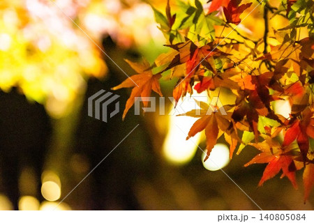 ライトアップされた紅葉 ライトアップされた紅葉 140805084