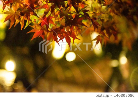 ライトアップされた紅葉 ライトアップされた紅葉 140805086