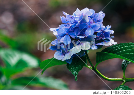 梅雨の時期に咲く雨雫をまとった美しい青い紫陽花 梅雨の時期に咲く雨雫をまとった美しい青い紫陽花 140805206