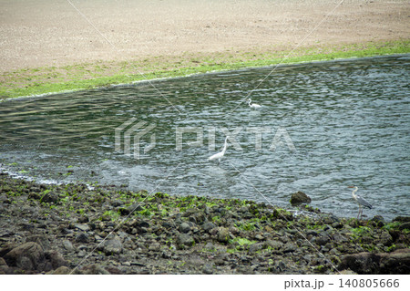 波打ち際の浅瀬に佇むサギ 波打ち際の浅瀬に佇むサギ 140805666