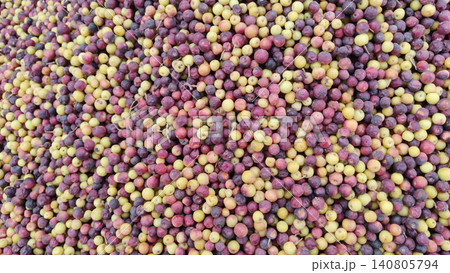 Falsa fruit closeup displaying raw and ripe berries harvested during the summer season in natural light 140805794