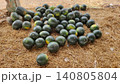 Ripe dark green watermelons piled on fresh grass in fruit market 140805804