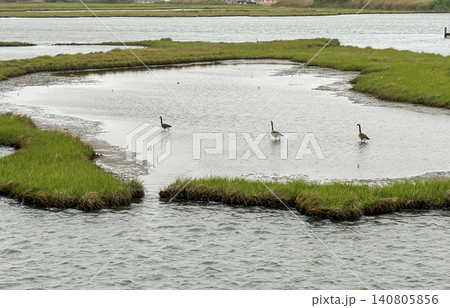 Birds Walking in a Salt Marsh During a Cloudy Day Birds Walking in a Salt Marsh During a Cloudy Day 140805856