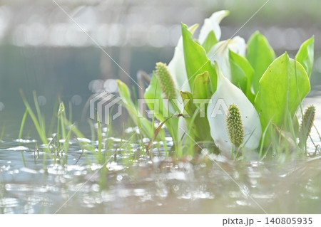 水辺に佇む尾瀬の水芭蕉と春のきらめき 水辺に佇む尾瀬の水芭蕉と春のきらめき 140805935
