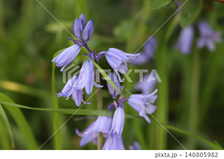 春の庭に咲く薄紫色に青い縞模様が入ったベル状のスパニッシュ・ブルーベルの花 140805982