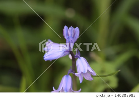 春の庭に咲く薄紫色に青い縞模様が入ったベル状のスパニッシュ・ブルーベルの花 春の庭に咲く薄紫色に青い縞模様が入ったベル状のスパニッシュ・ブルーベルの花 140805983