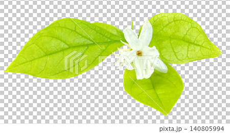 Close up of a delicate white jasmine flower bloom with fresh green leaves isolated on a pure. Elegant botanical element for beauty, cosmetics, tea, and aromatherapy designs. Close up of a delicate white jasmine flower bloom with fresh green leaves isolated on a pure. Elegant botanical element for beauty, cosmetics, tea, and aromatherapy designs. 140805994