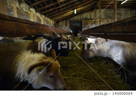 Horned Icelandic sheep resting in wooden pens inside a dim barn Horned Icelandic sheep resting in wooden pens inside a dim barn 140806084