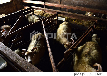 Horned Icelandic sheep feeding on fresh dry hay inside a rustic barn Horned Icelandic sheep feeding on fresh dry hay inside a rustic barn 140806085