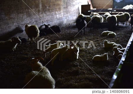 Flock of Icelandic sheep and small lambs resting inside a dim winter barn Flock of Icelandic sheep and small lambs resting inside a dim winter barn 140806091