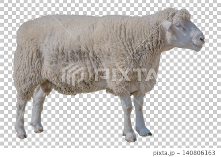 Full-body cutout photo of a sheep, for use with a white background. Full-body cutout photo of a sheep, for use with a white background. 140806163