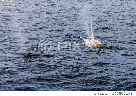 北海道・羅臼沖で並んで泳ぐ白シャチとシャチ 北海道・羅臼沖で並んで泳ぐ白シャチとシャチ 140806172