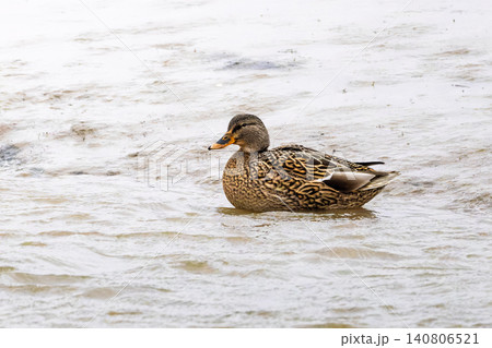 A female mallard duck swims in rippled, shallow water. A female mallard duck swims in rippled, shallow water. 140806521