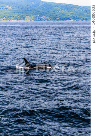 北海道・知床の豊かな海とシャチ 140806638