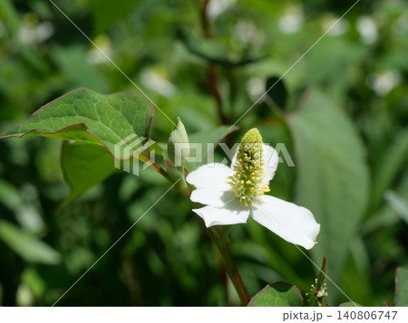 黄色いドクダミの花と総苞片 140806747