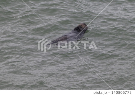 冬の北海道・凍てつく海を漂うラッコの姿 140806775