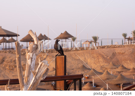 Black crow sits on wooden post at sea resort during sunset. Wild bird occupies beach territory. Large raven looks around sandy landscape with straw umbrellas, vacation concept. Black crow sits on wooden post at sea resort during sunset. Wild bird occupies beach territory. Large raven looks around sandy landscape with straw umbrellas, vacation concept. 140807184