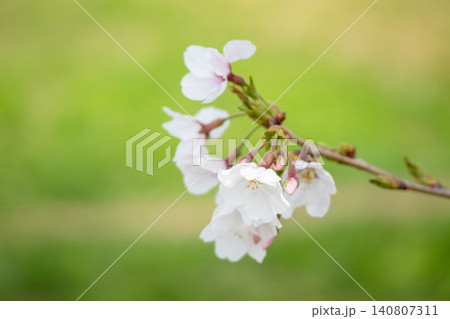 緑の中に映える桜 140807311