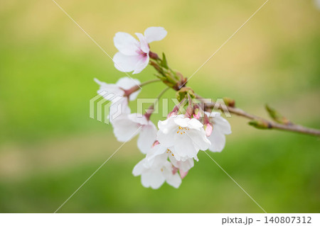 緑の中に映える桜 140807312