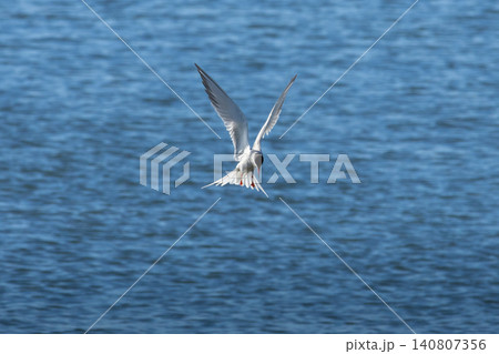 The Tern flies and fishing holding a beak a tail of other Tern. The Tern flies and fishing holding a beak a tail of other Tern. 140807356