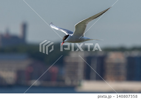 The Tern flies holding a beak a tail of other Tern. The Tern flies holding a beak a tail of other Tern. 140807358