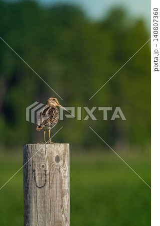 Common Snipe - Gallinago gallinago 140807360