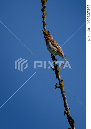 Common rosefinch Carpodacus erythrinus male singing on bush. Common rosefinch Carpodacus erythrinus male singing on bush. 140807365