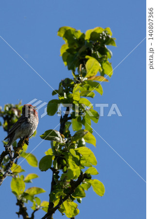 Common rosefinch Carpodacus erythrinus male singing on bush. Common rosefinch Carpodacus erythrinus male singing on bush. 140807366