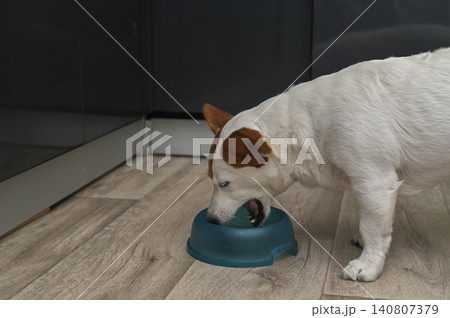 Jack Russell dog enjoying meal from colorful bowl inside modern home. Jack Russell dog enjoying meal from colorful bowl inside modern home. 140807379
