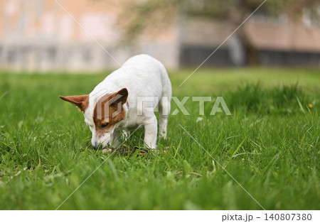 Jack Russell dog sniffing small stick hidden in green grass during outdoor walk. Jack Russell dog sniffing small stick hidden in green grass during outdoor walk. 140807380