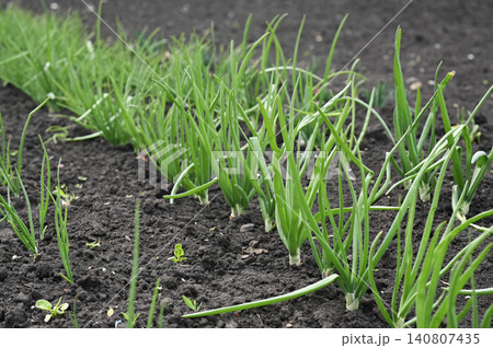 green onions growing in neat field rows in agricultural soil, green onions growing in neat field rows in agricultural soil, 140807435