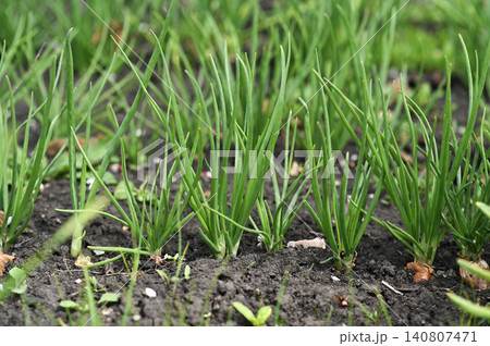 Green onion develops in organized planting lines on fertile farmland. 140807471