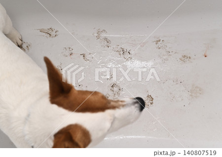 Jack Russell Terrier dog looks at muddy paw prints in white bathtub. Jack Russell Terrier dog looks at muddy paw prints in white bathtub. 140807519