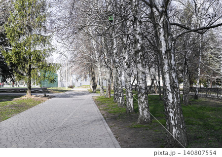 Park pathway lined with birch trees, leafless branches in early spring, Park pathway lined with birch trees, leafless branches in early spring, 140807554