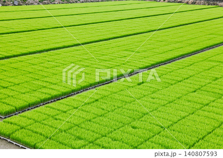 Rice seedling trays in rectangular nursery pattern 140807593