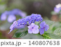 雨に濡れたガクアジサイ 140807638