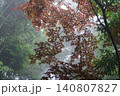 光に照らされる紅葉 140807827
