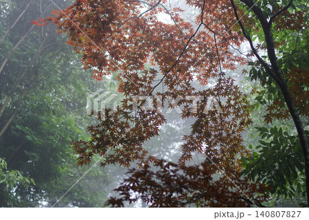 光に照らされる紅葉 140807827