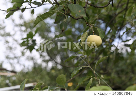 Single unripe apple hanging on tree branch, soft sunlight illuminating fruit and surrounding leaves, natural outdoor scene in orchard, beginning of apple ripening stage Single unripe apple hanging on tree branch, soft sunlight illuminating fruit and surrounding leaves, natural outdoor scene in orchard, beginning of apple ripening stage 140807849