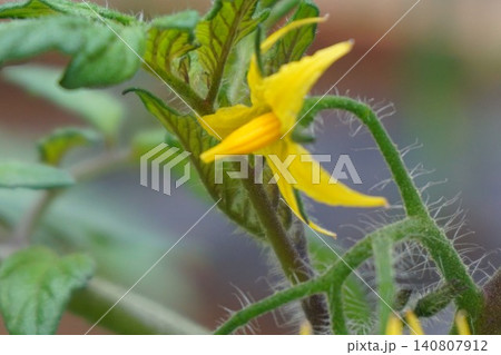 中玉トマト　トマト　脇芽　脇芽かき　家庭菜園 140807912